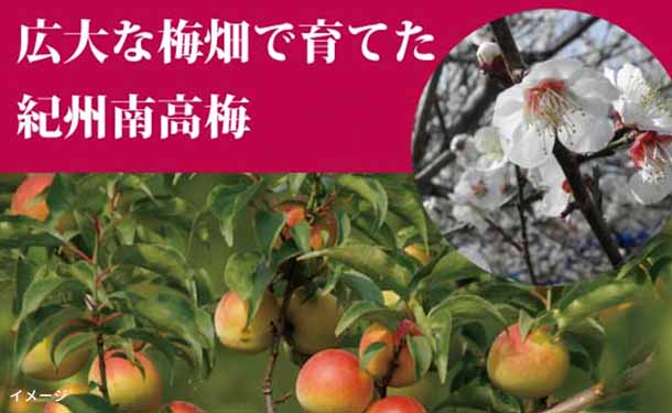 「紀州南高梅 無選別つぶれ梅 かつお梅」400g - Image 4