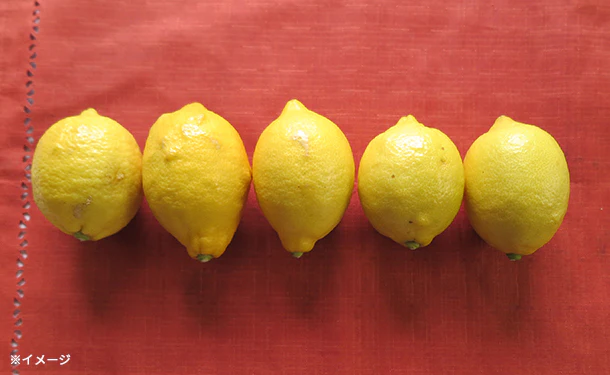 愛媛県産「訳あり レモン(2S-2L)」3kg - Image 4