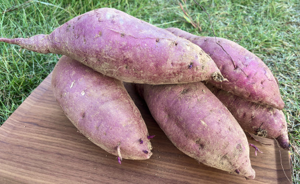 大崎上島産「土付きさつまいも(農薬:栽培期間中不使用)」約2kg(2~4本)