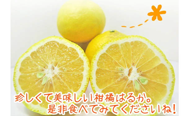 愛媛県産「訳ありはるか(M-3L)」5kg - Image 2