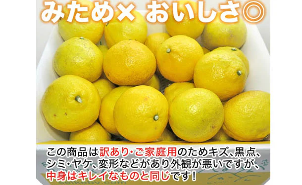愛媛県産「訳ありはるか(M-3L)」5kg - Image 3