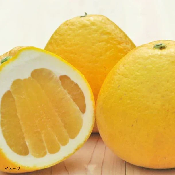愛媛県産「お試し 訳あり河内晩柑（M-2L）」3kg