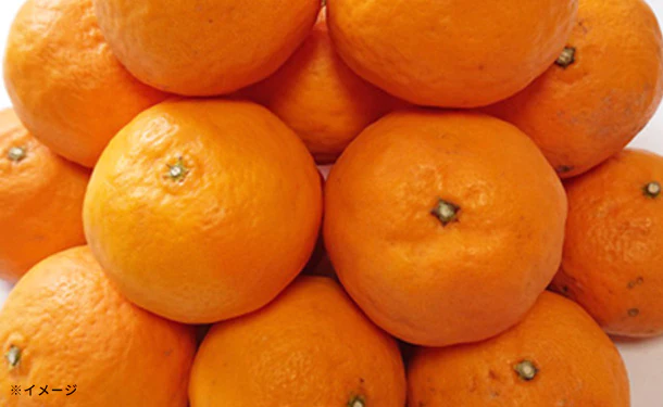 愛媛県産「お試し 訳ありなつみ（2S-2L）」10kg