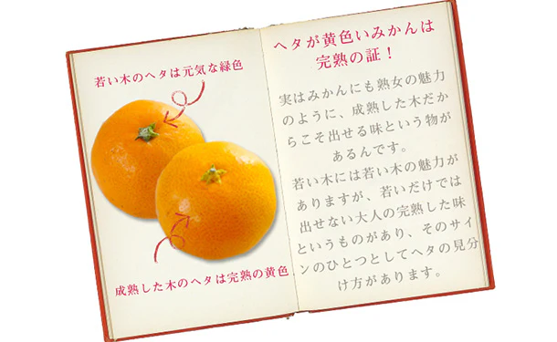 愛媛県産「吉田みかん(L~3L)」5kg - Image 3