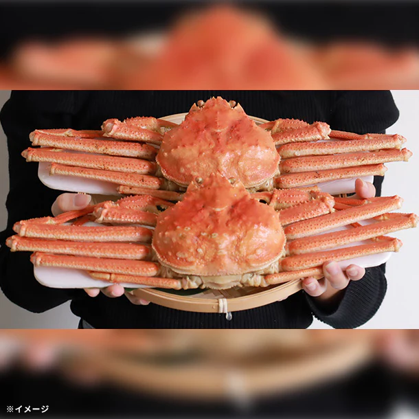 【Kuradashiオリジナル】北海道産 ボイルオオズワイガニ姿 約4kg(8杯) - Image 3
