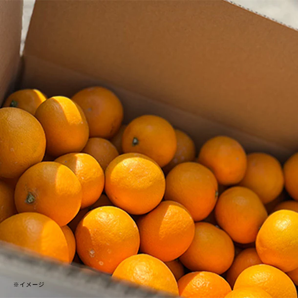 和歌山県産「小粒濃厚清見オレンジ」3kg