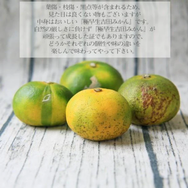愛媛県産「極早生吉田みかん(中玉)」2kg - Image 6