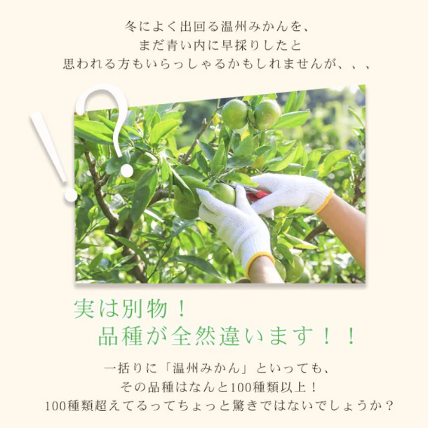 愛媛県産「極早生吉田みかん(中玉)」5kg - Image 3