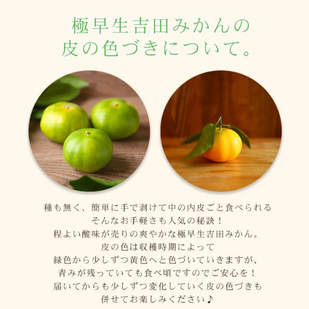 愛媛県産「極早生吉田みかん(中玉)」5kg - Image 4