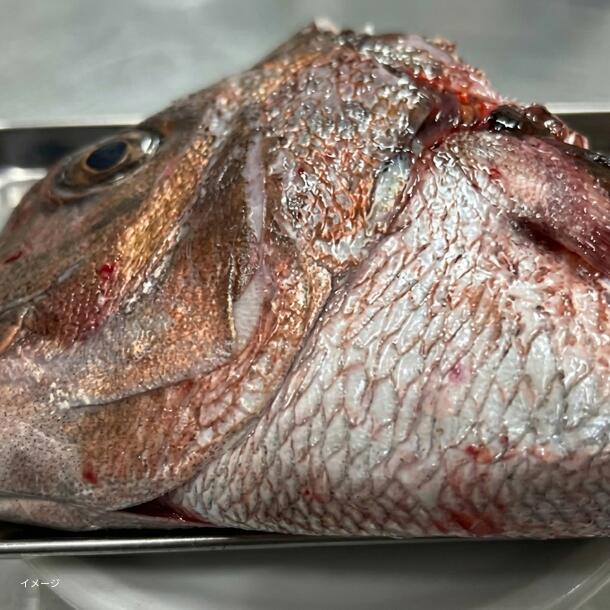 「鯛アラ 鯛カブトカマ付き」15kg