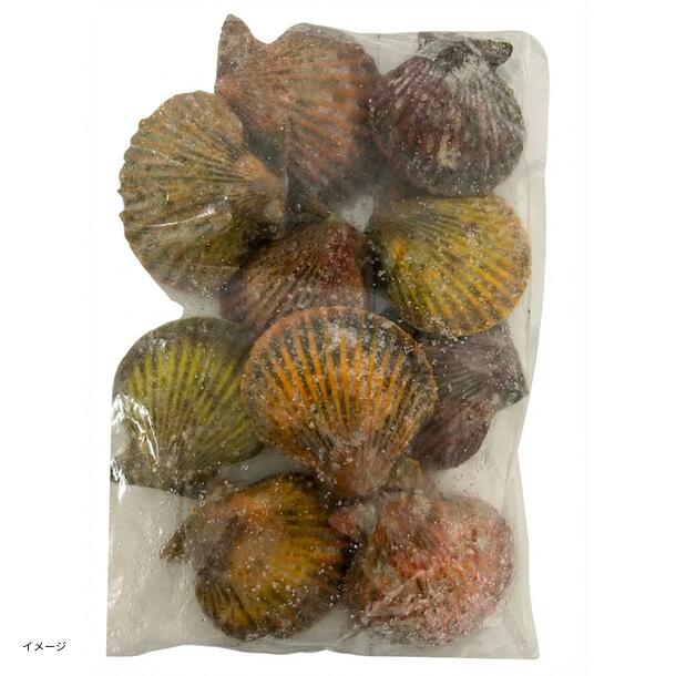 「ヒオウギ貝」1.2kg